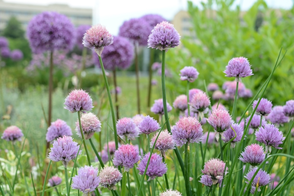 Ornamental-Onion