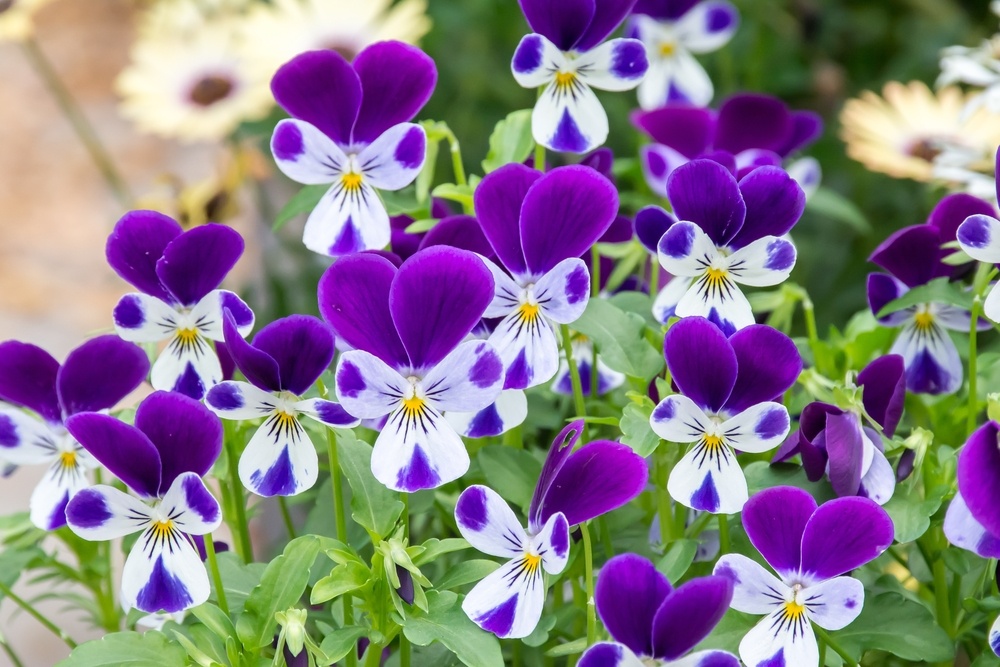 Pansies