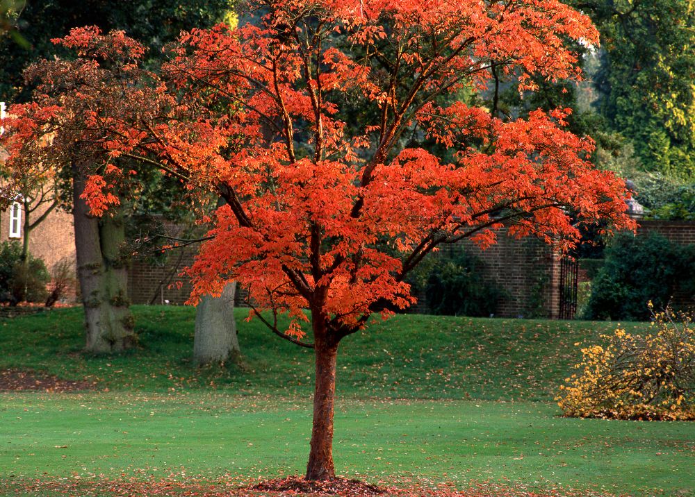 Paperbark-Maple