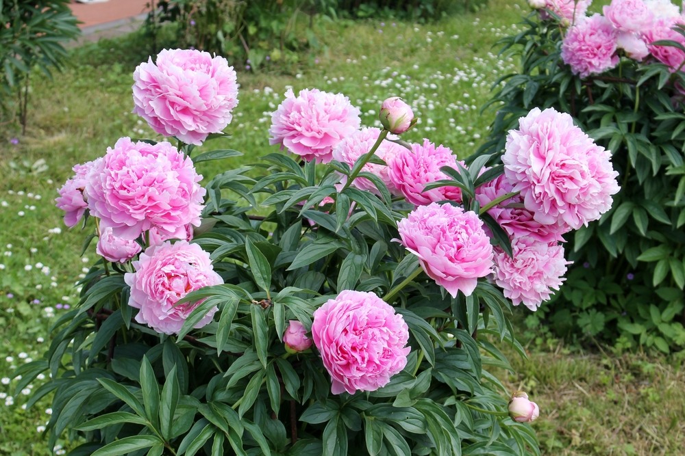 Peonies