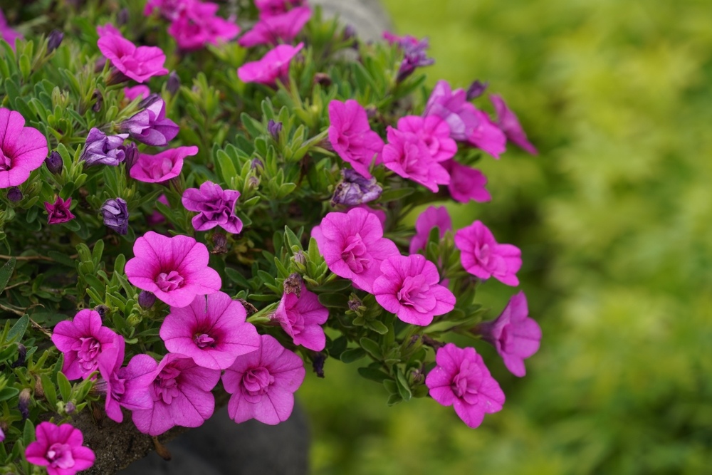 Petunias