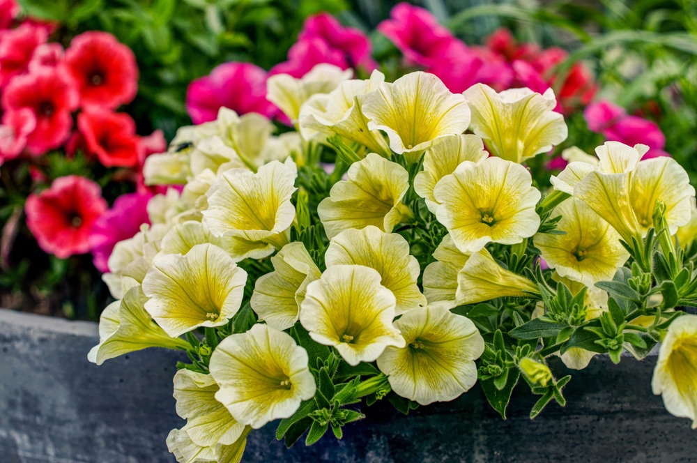 Petunias