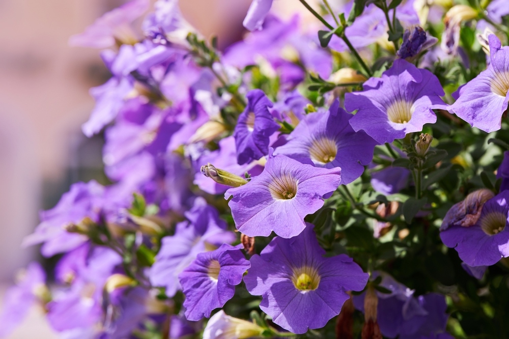 Petunias