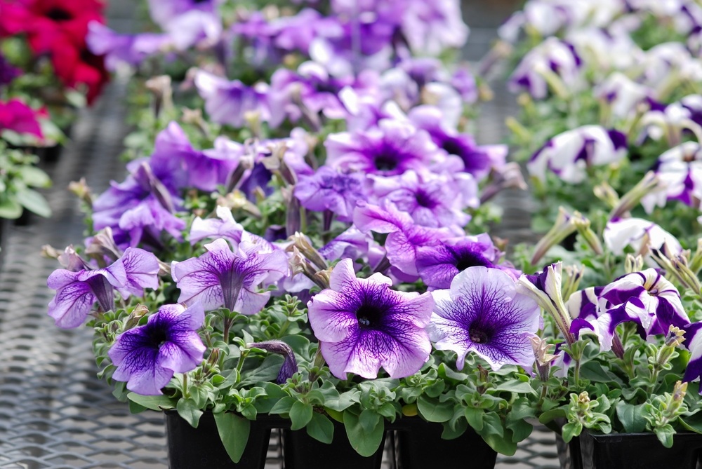 Petunias