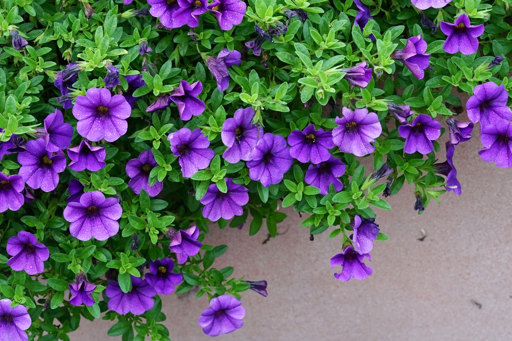 Petunias