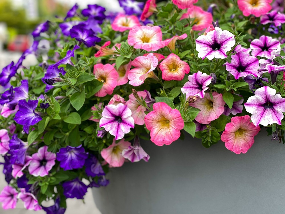 Petunias