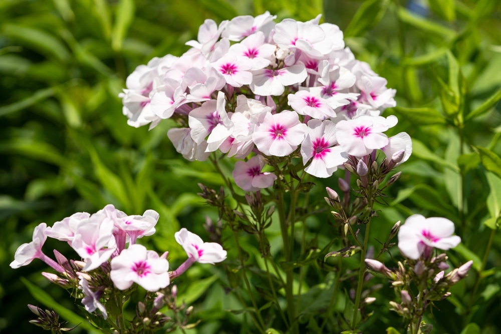 Phlox