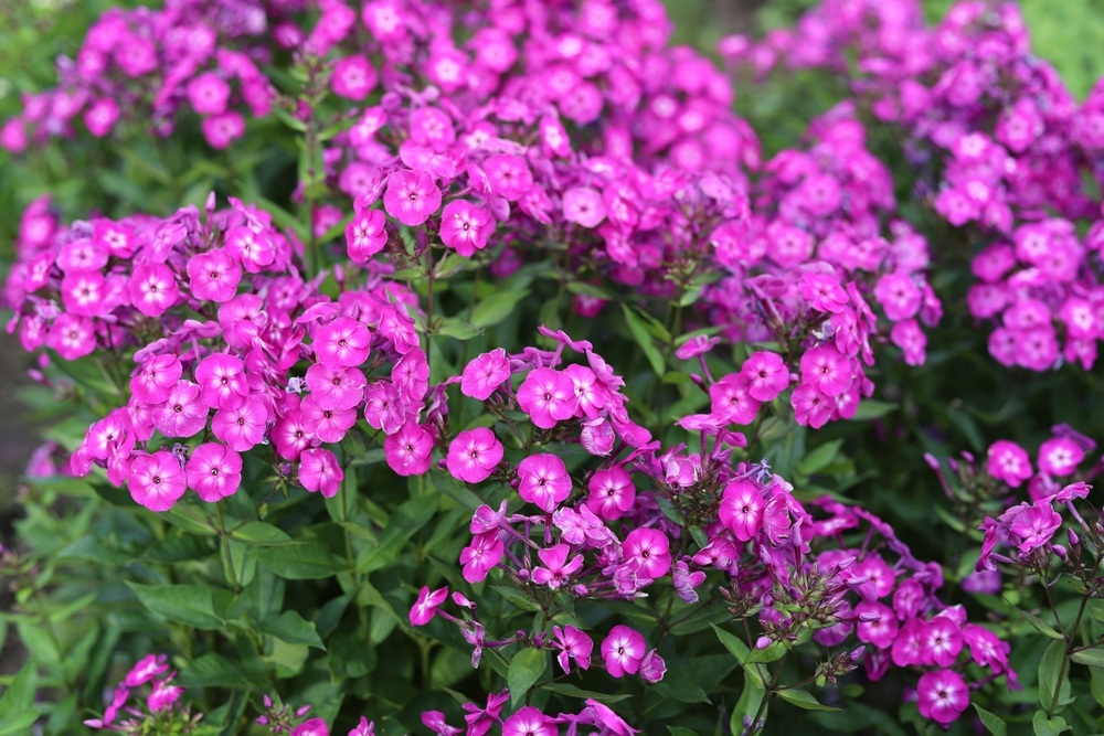 Phlox