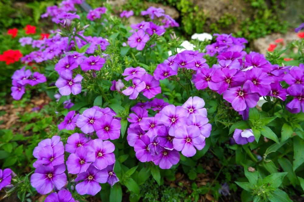 Phlox