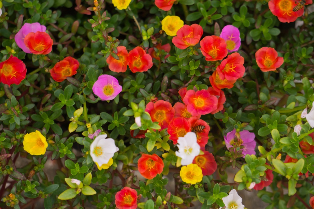 Portulaca