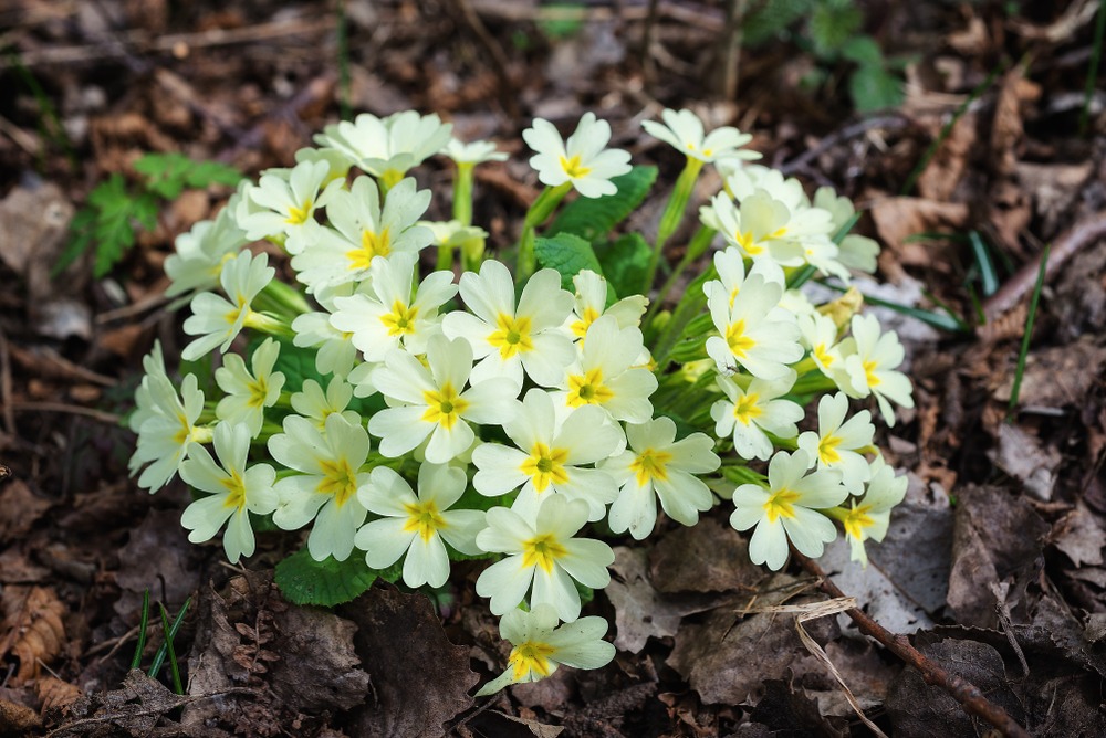 Primroses