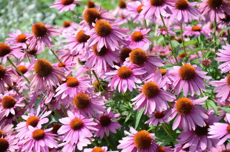 Best Time to Cut Back Coneflowers (Expert Tips) Garden Lovers Club