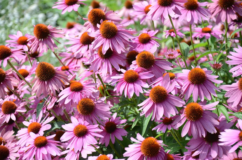 Purple-Coneflower