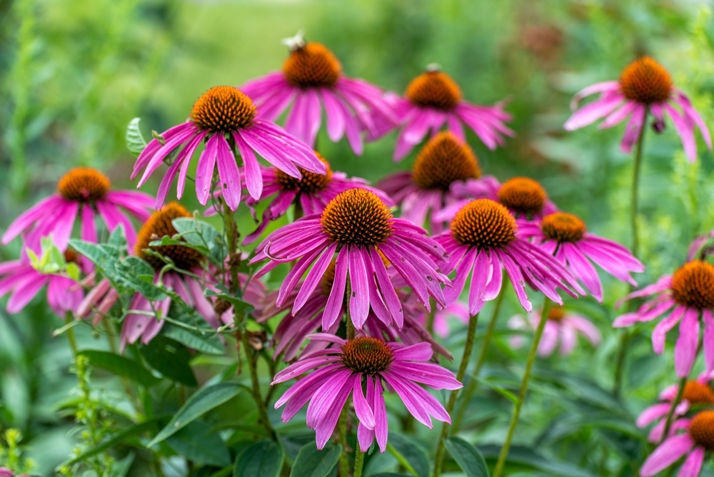 Purple-Coneflower