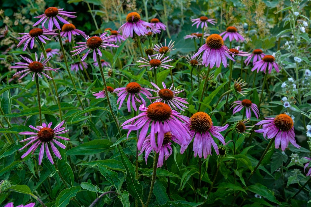 Purple-Coneflowers