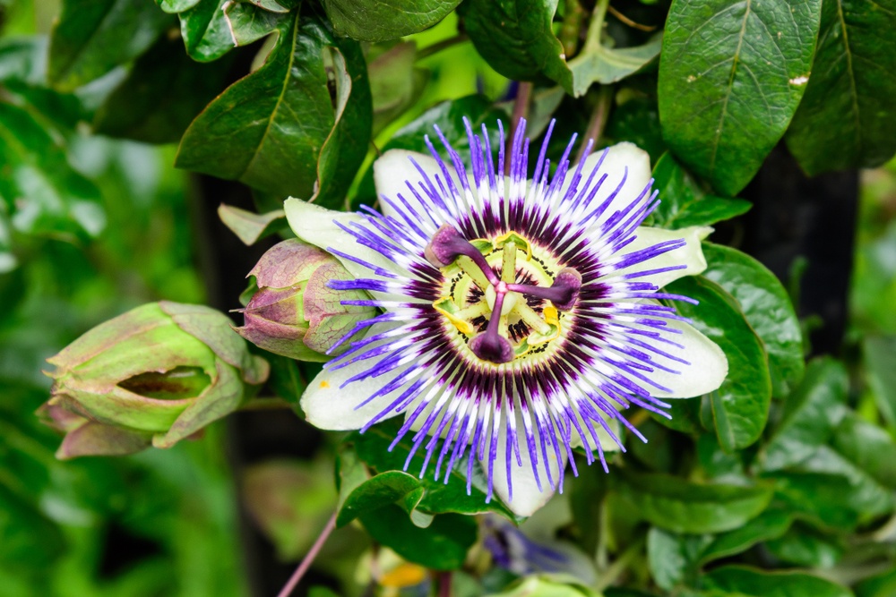 Purple-Passionflower