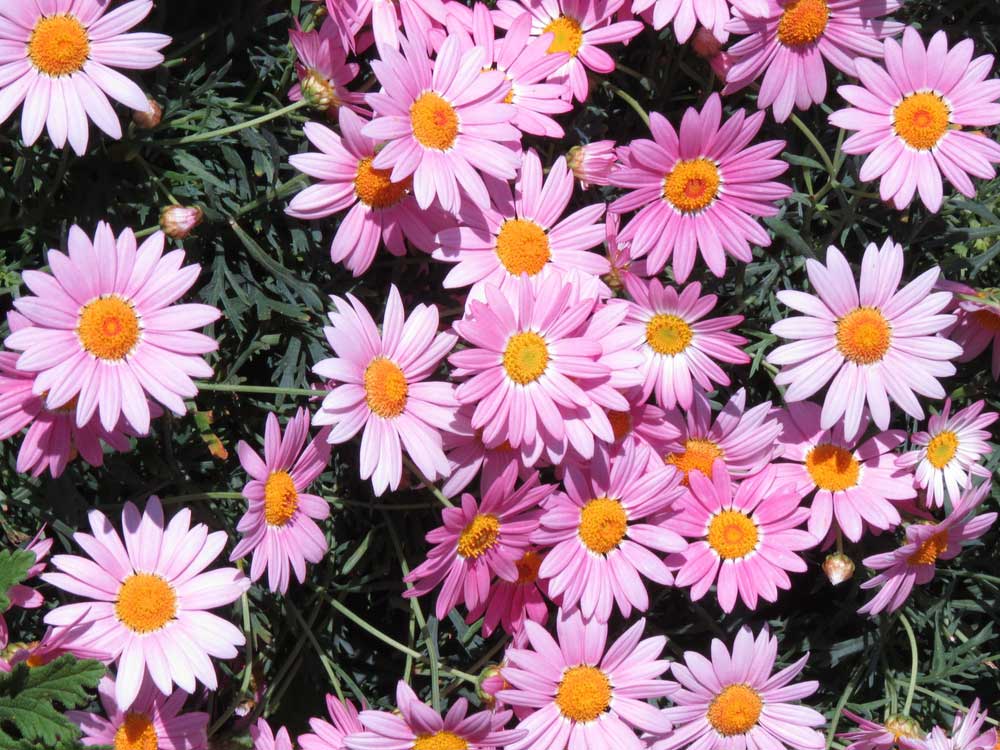 Pyrethrum Daisy