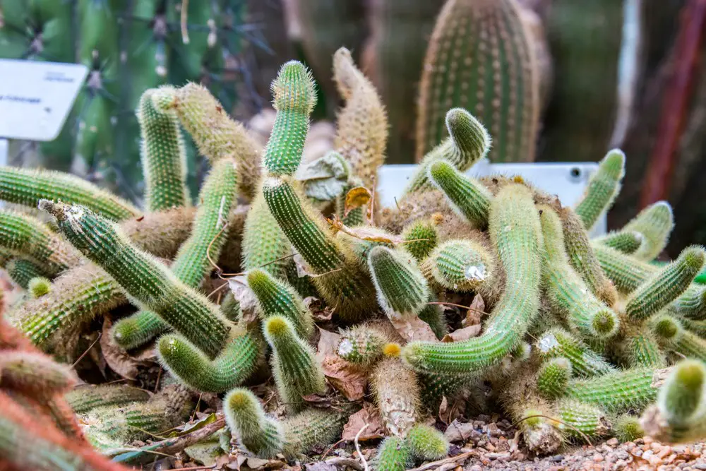 Rat-Tail-Cactus