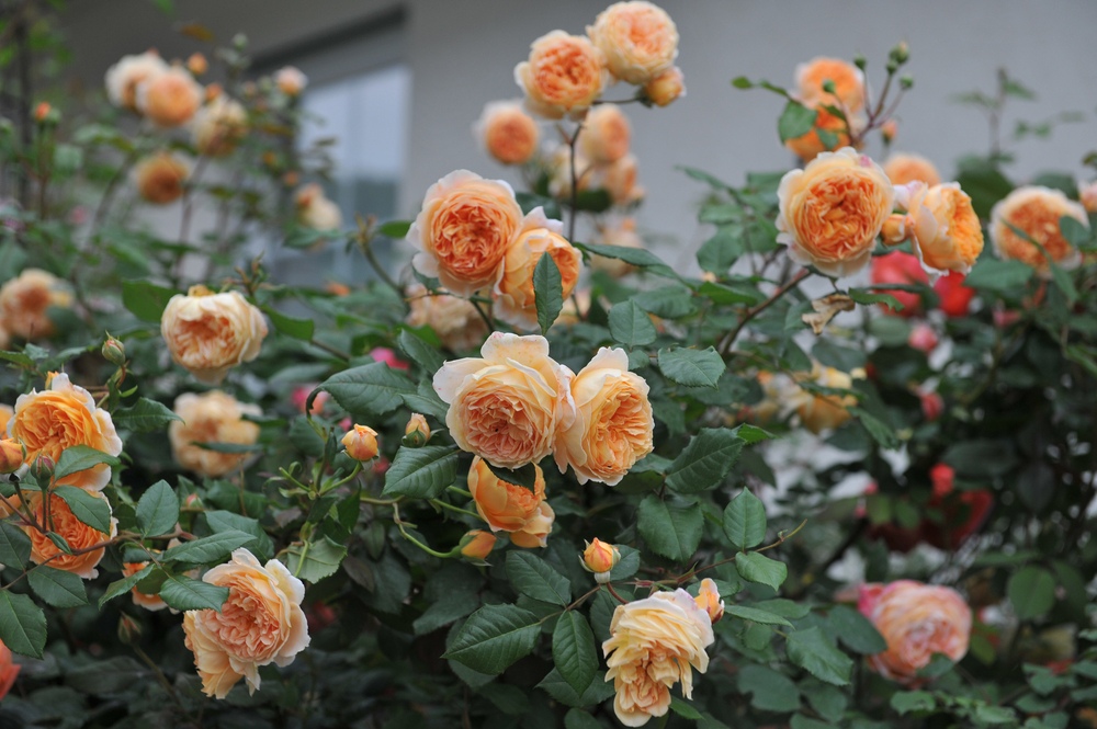 Rose-Shrub