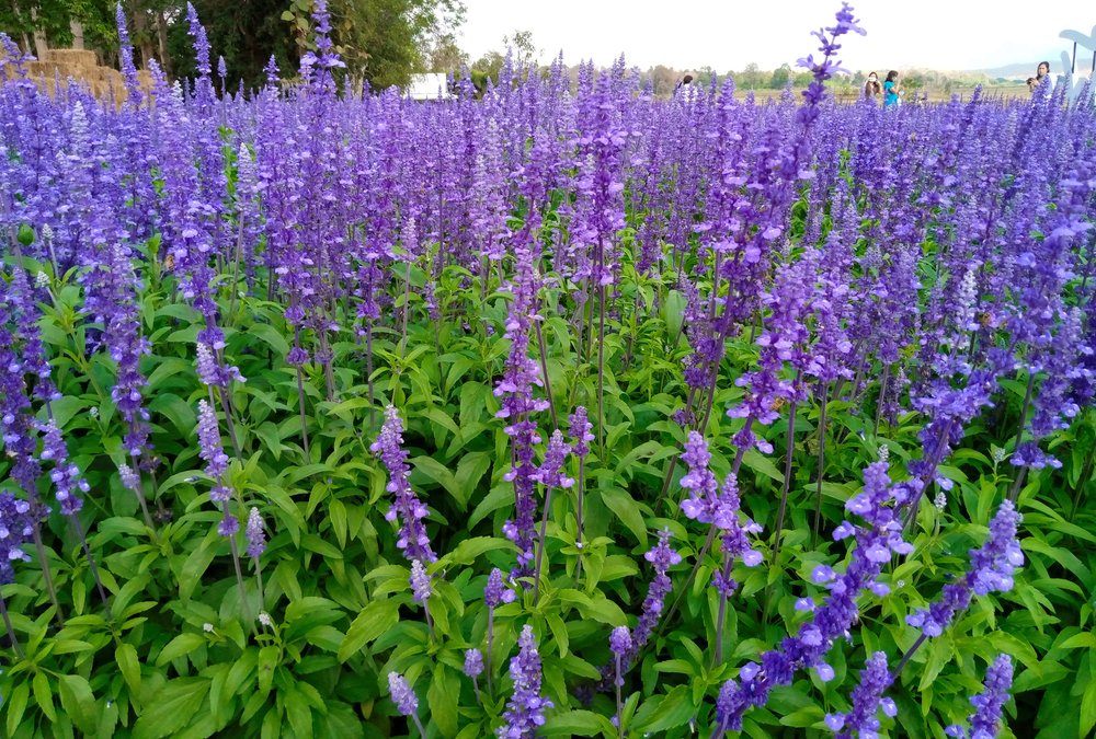 Salvia