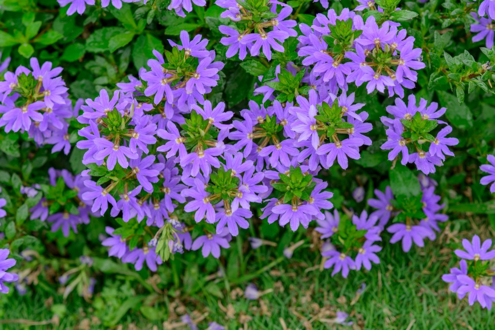 Scaevola