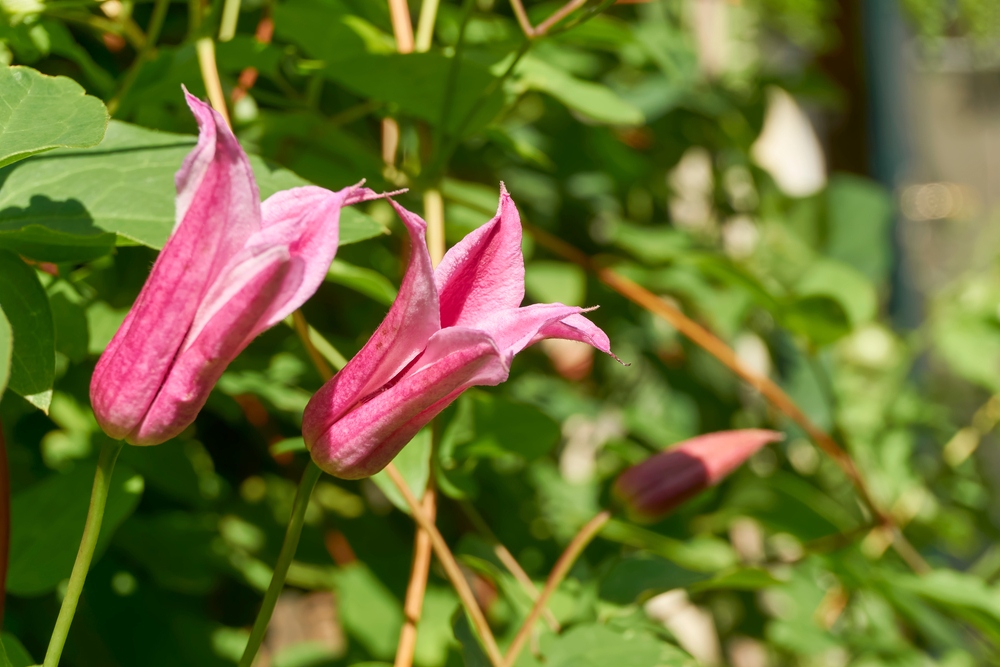 Scarlet-Clematis