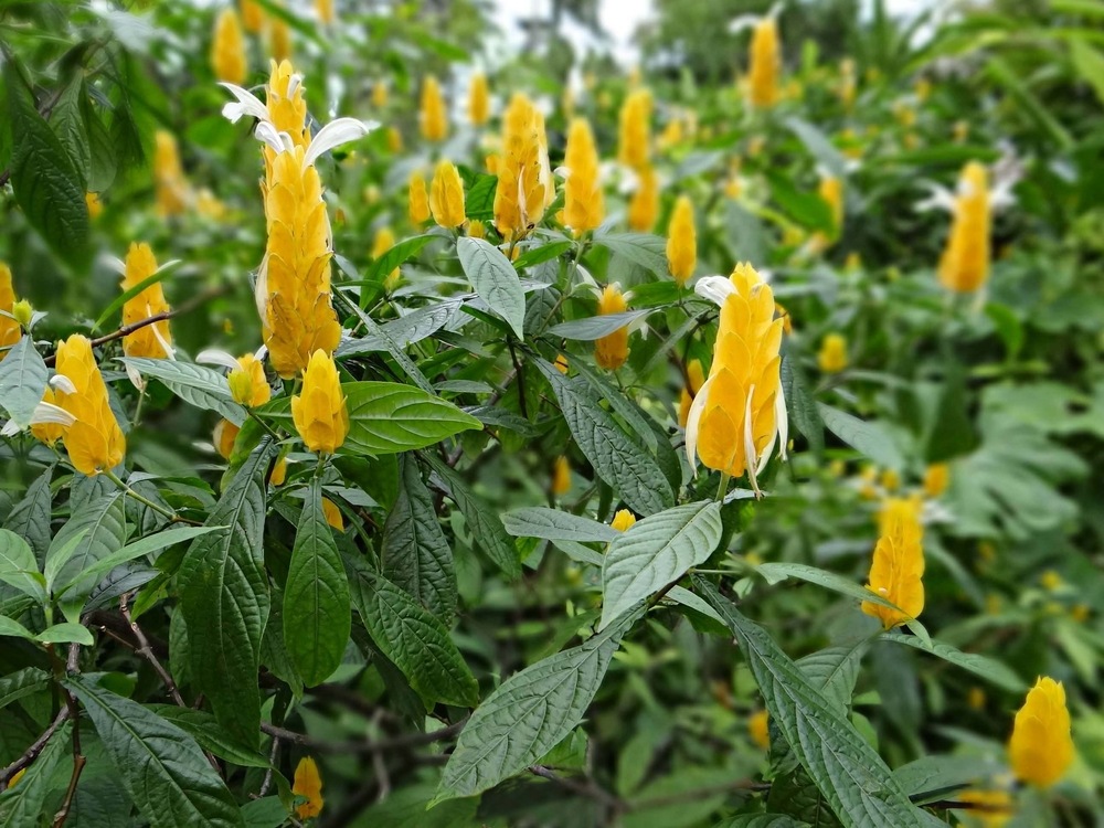 Shrimp-Plant