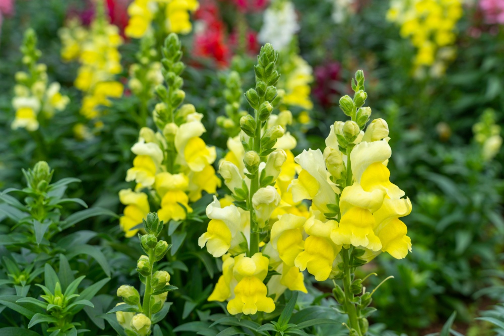 Snapdragon