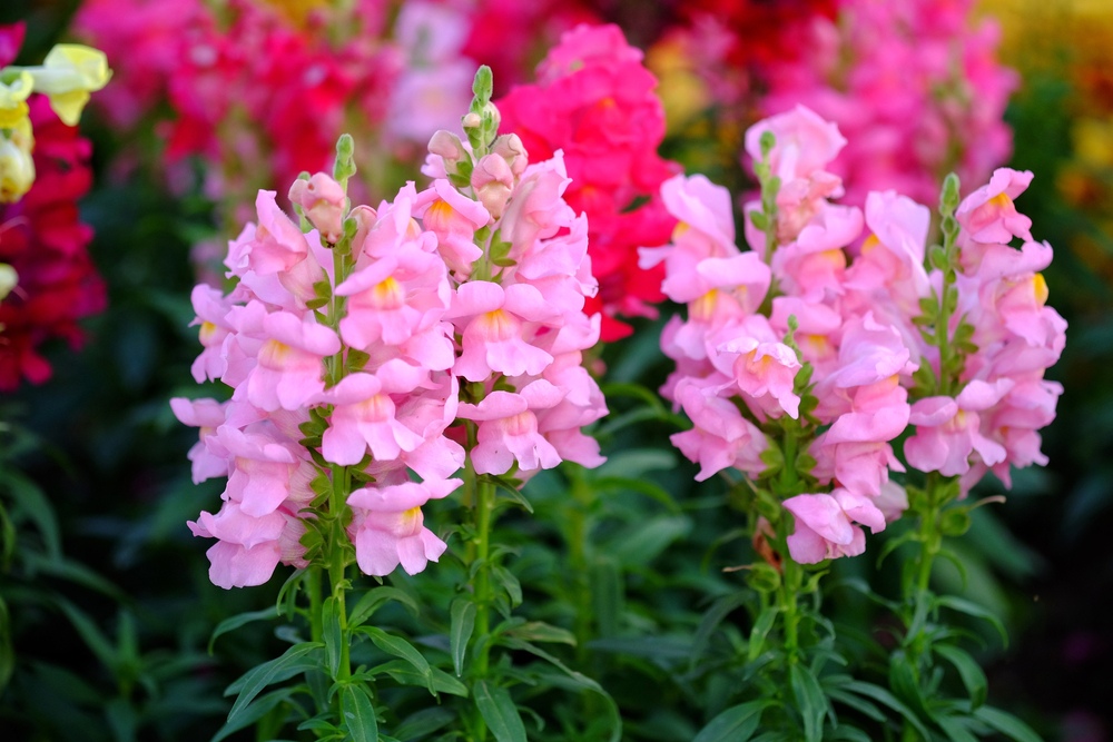 Snapdragon