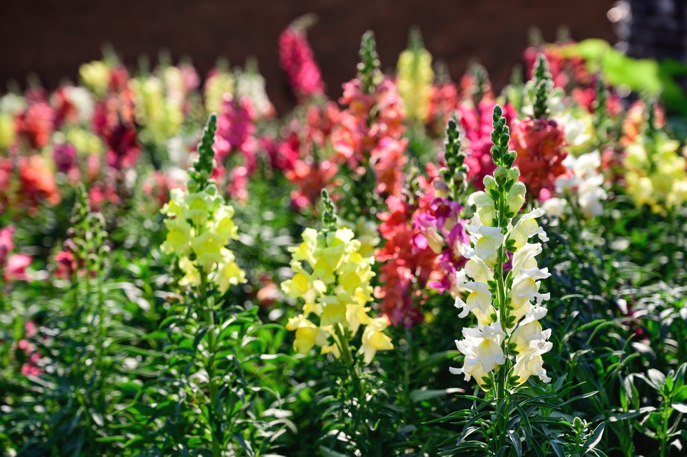 Snapdragons