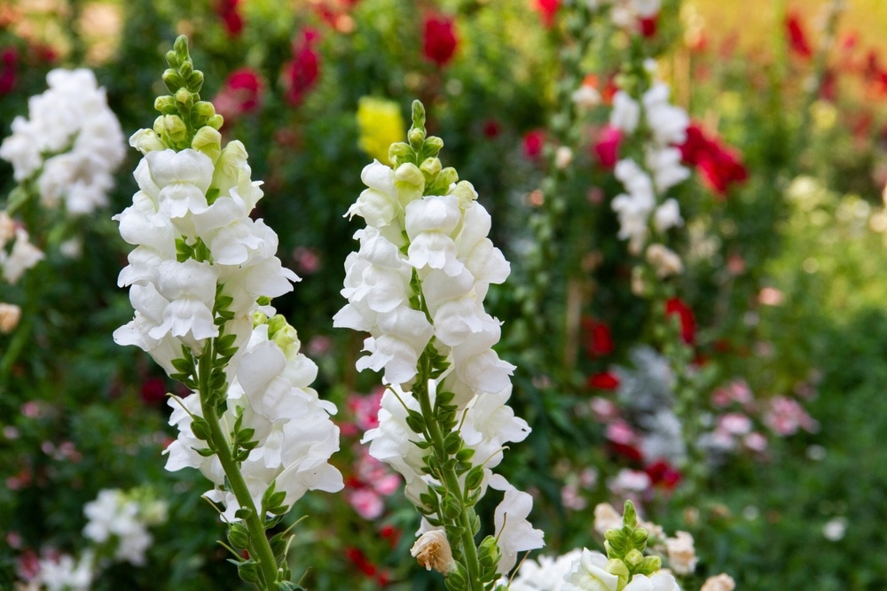 Snapdragons