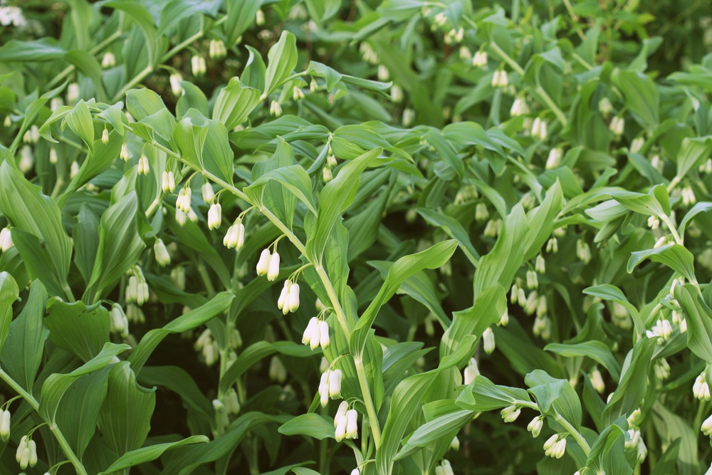 Solomon’s-Seal