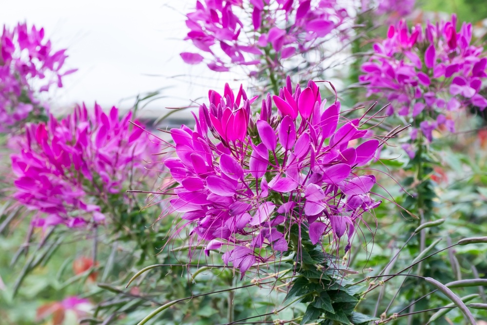 Spider-Flower