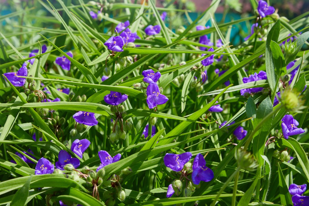 Spiderwort