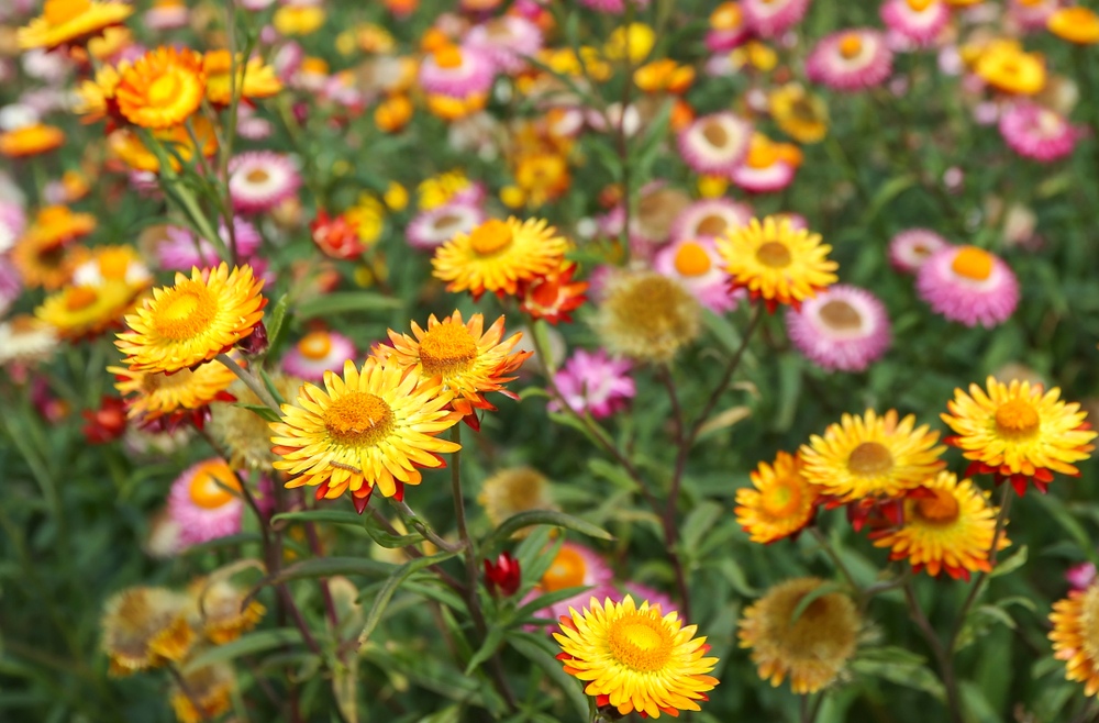 Strawflower