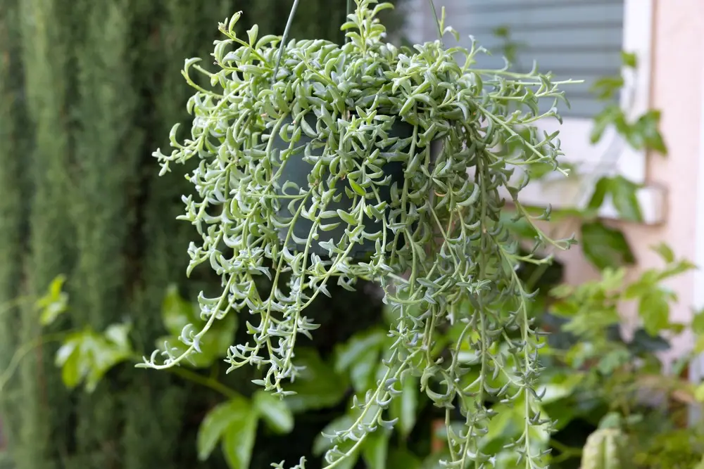 String-of-Dolphins