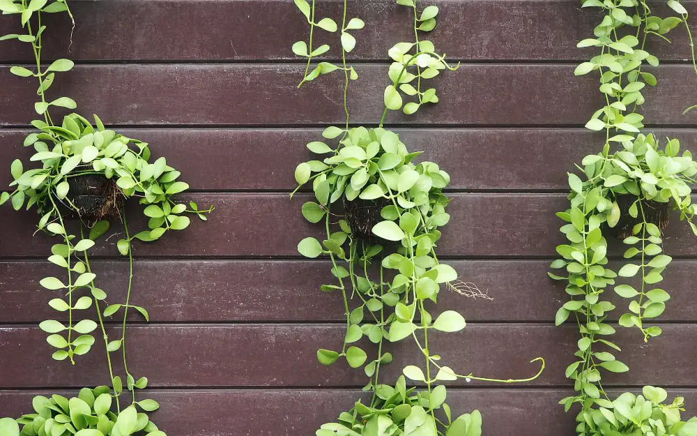 String-of-Nickels