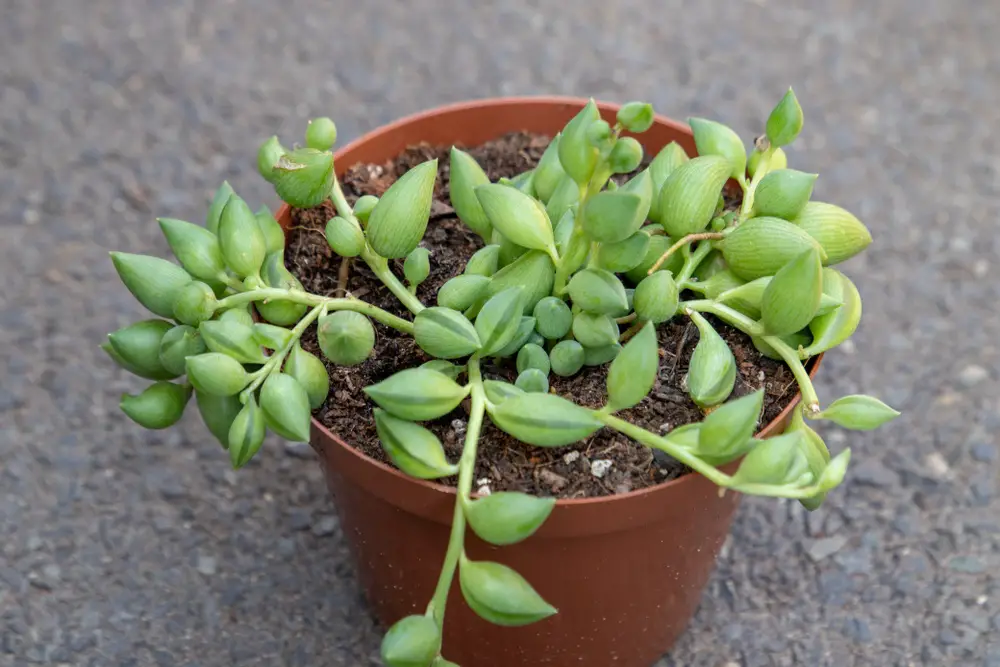 String-of-Watermelons