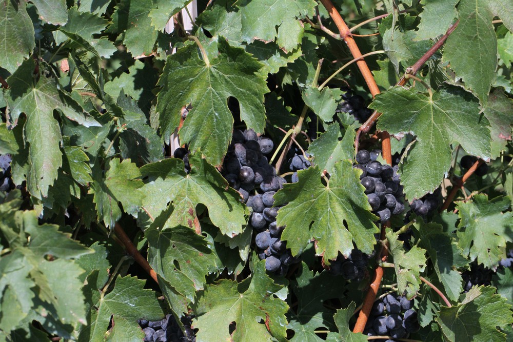 Summer-Grapes 