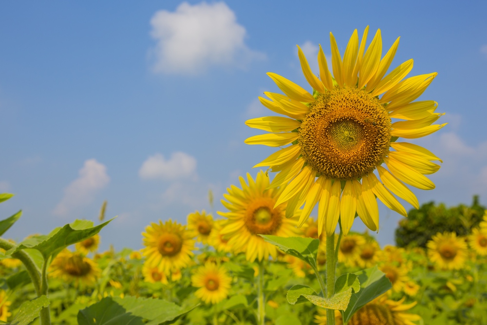 Sunflowers