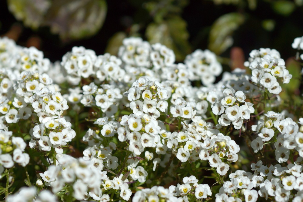 Sweet-Alyssum