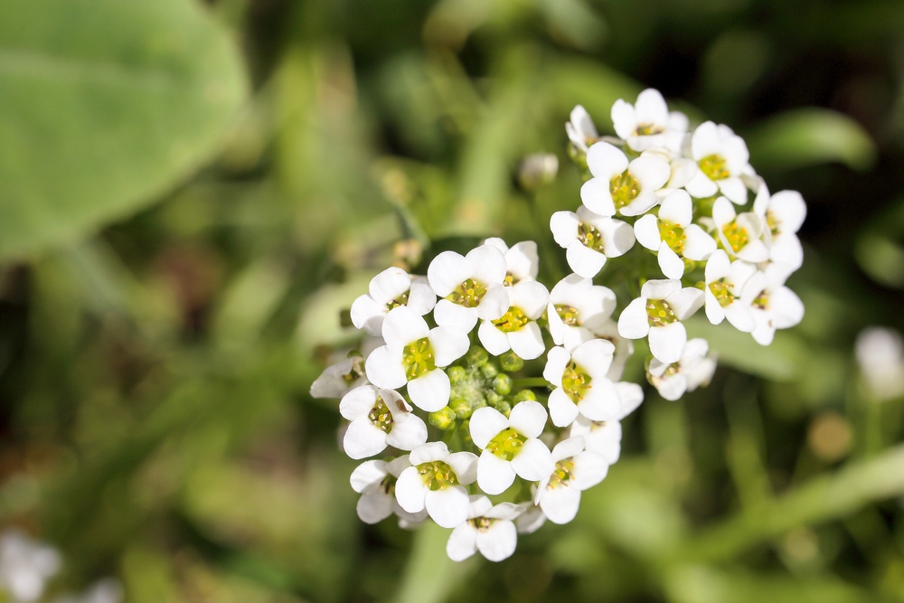 Sweet-Alyssum