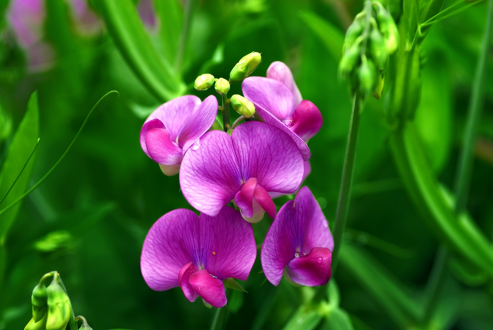 Sweet-Pea