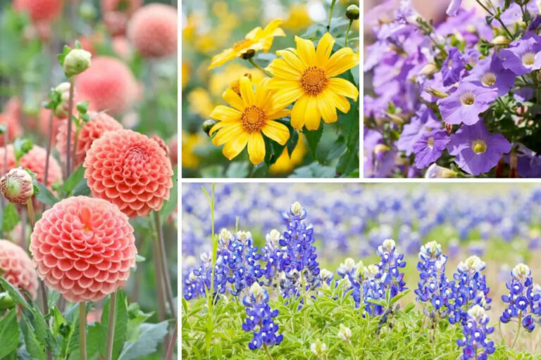 10 EasyGrowing Texas Annuals Garden Lovers Club