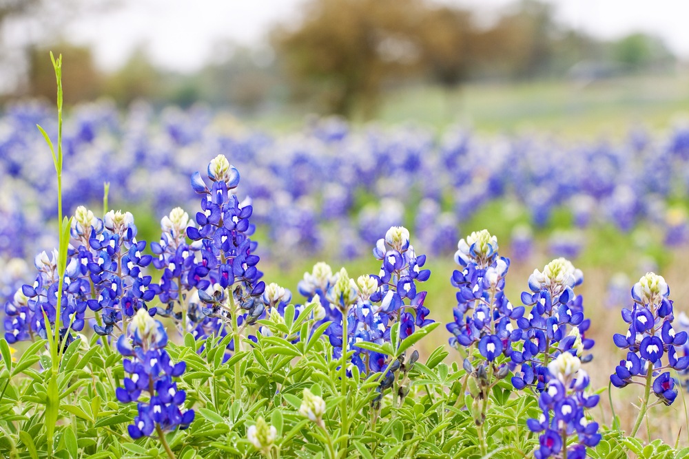 Texas-Bluebonnets