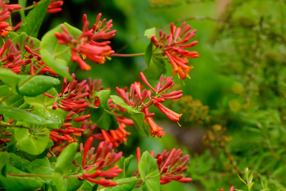 The-Coral-Honeysuckle