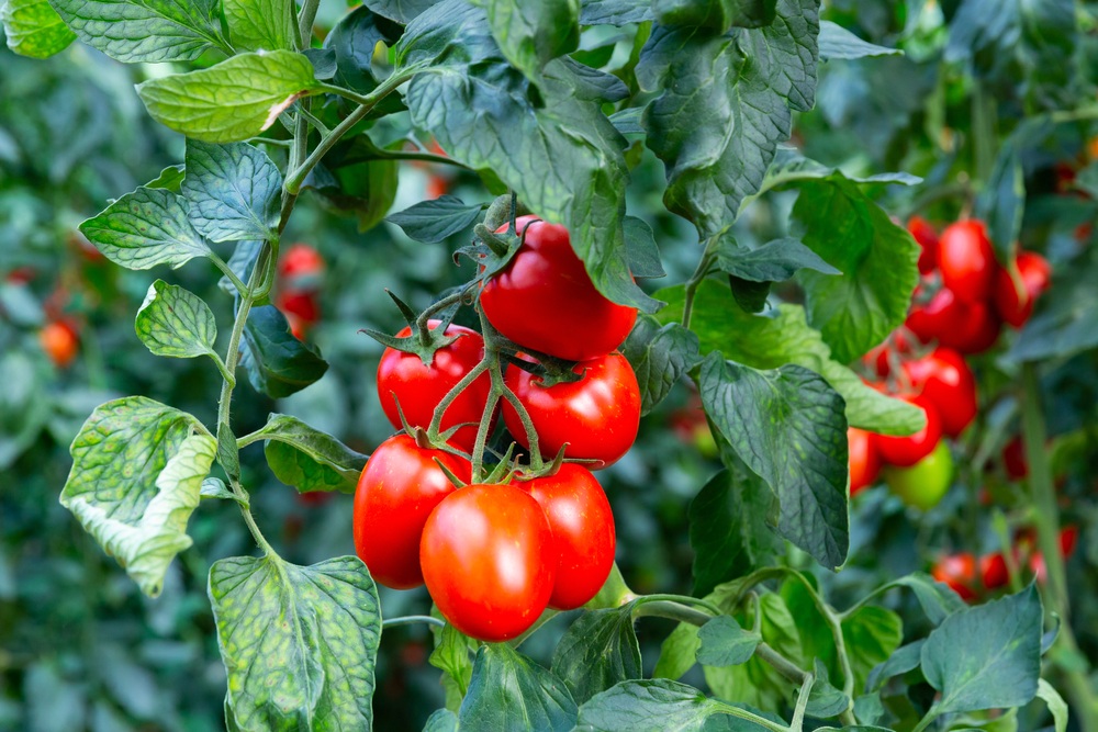 Tomato-Plants