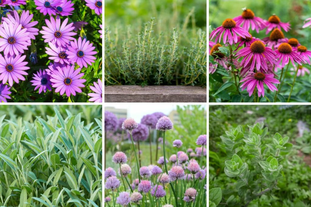 Top 15 Lavender Companion Plants You Should Get for Your Garden