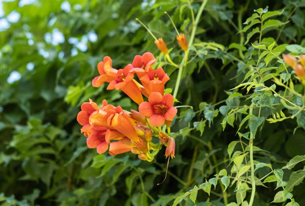 Trumpet-Vine