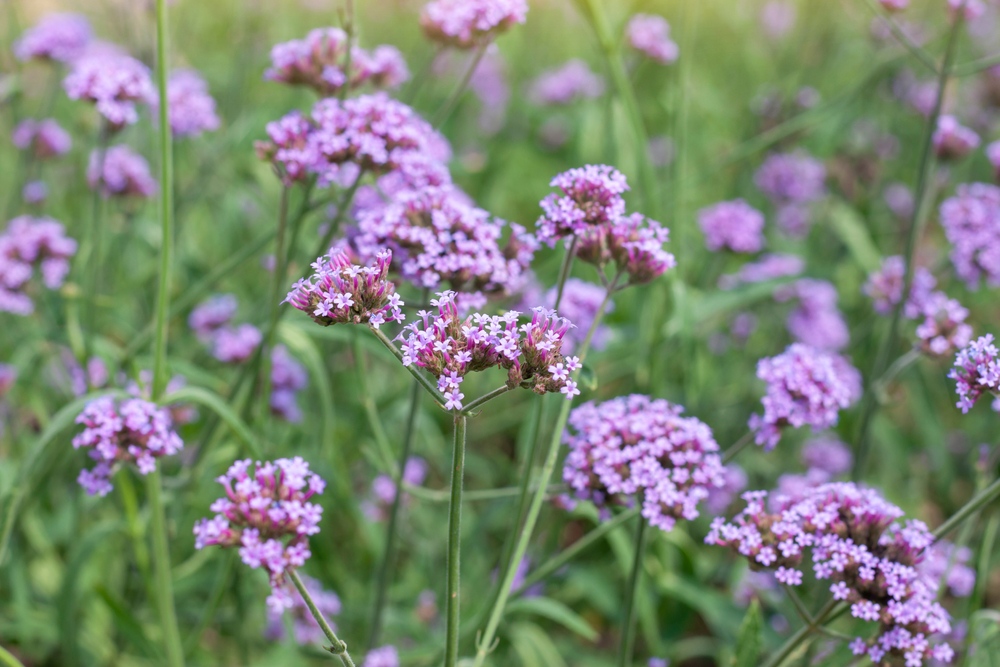 Verbena